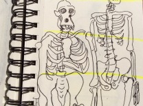 Skelettvergleich